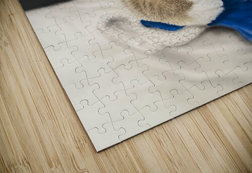 Kitten Luano Johan de Champs puzzle
