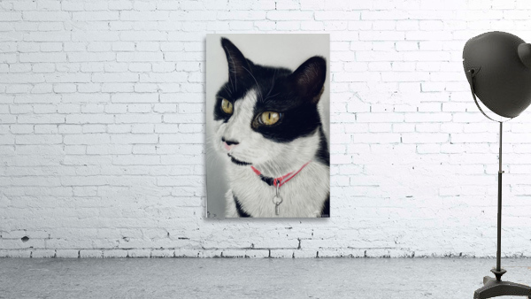 Amigo The Friendly Cat Wall Preview