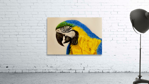 Macaw Beauty  Wall Preview