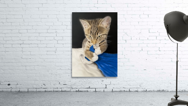 Kitten Luano Wall Preview