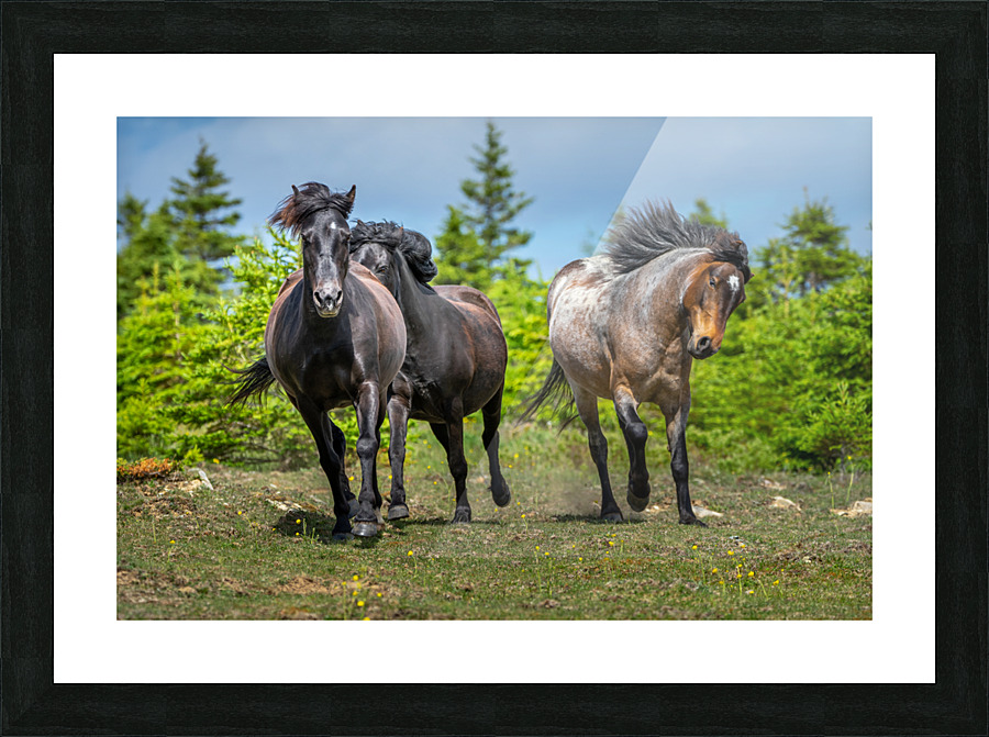 Playful Ponies Picture Frame print