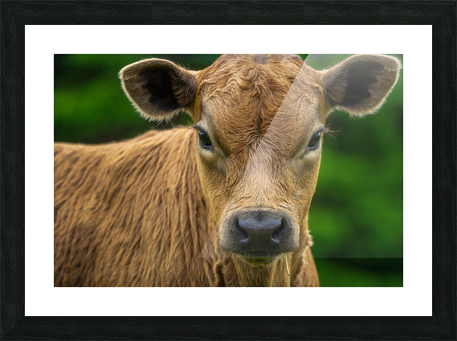 Stare Down Picture Frame print