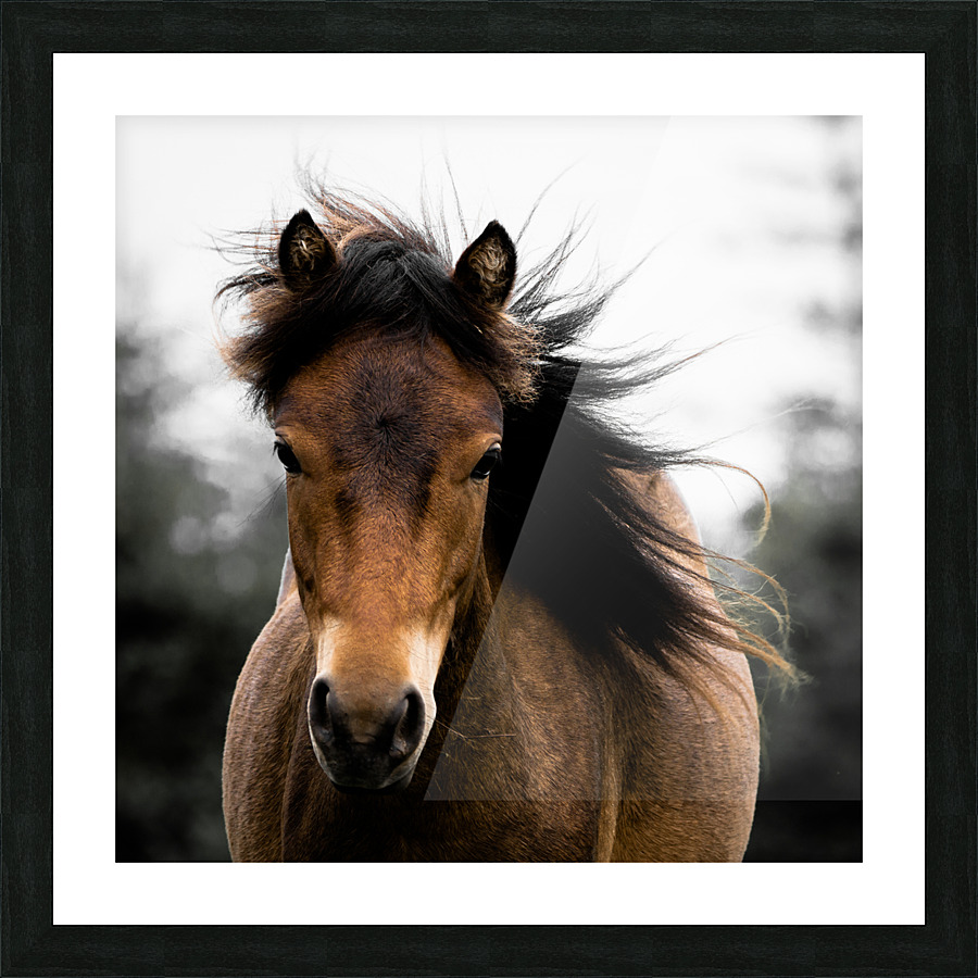 Beaumont Hamel Picture Frame print