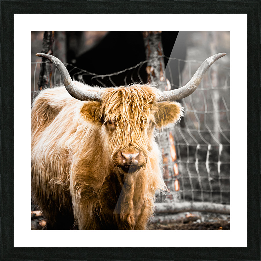 Highland Cow Picture Frame print
