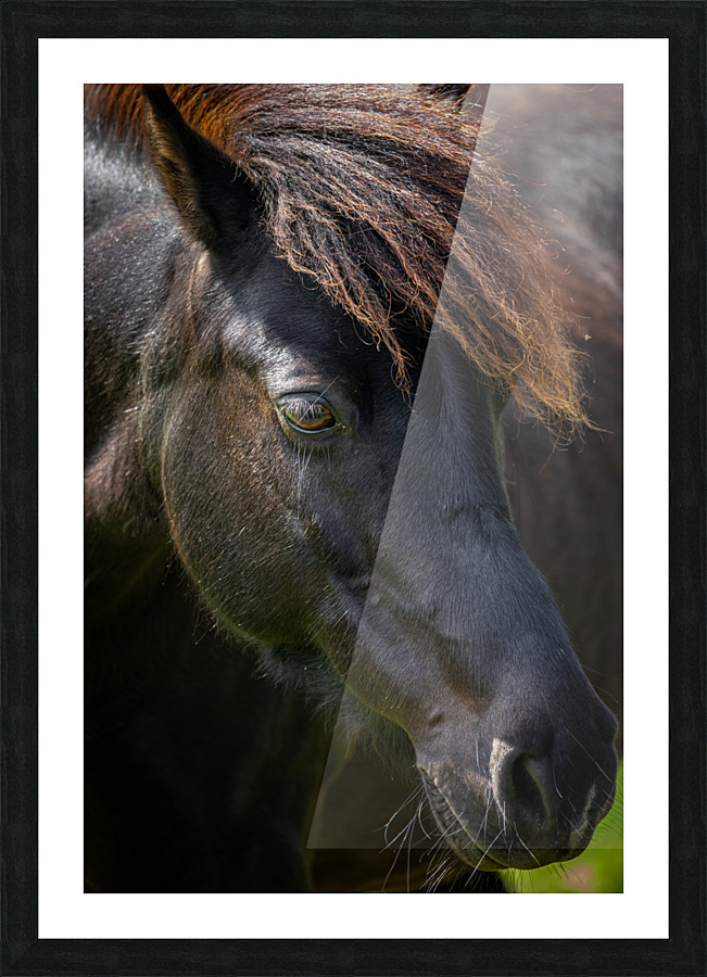 Pony 6 Picture Frame print