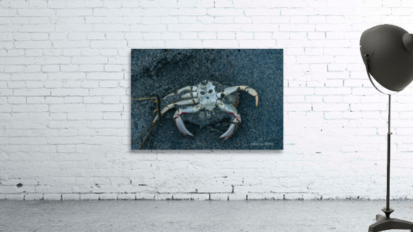 Crabby Face Wall Preview