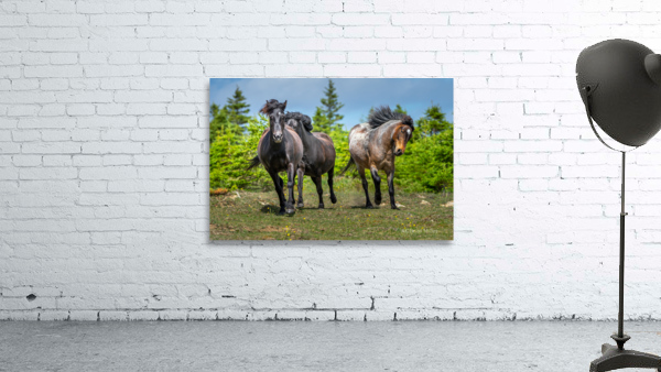 Playful Ponies Wall Preview