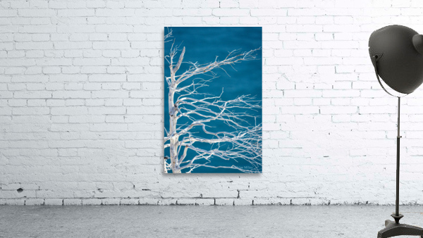 Tuckamore Wall Preview