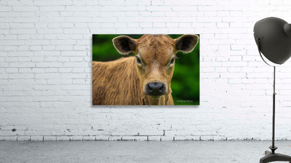 Stare Down Wall Preview