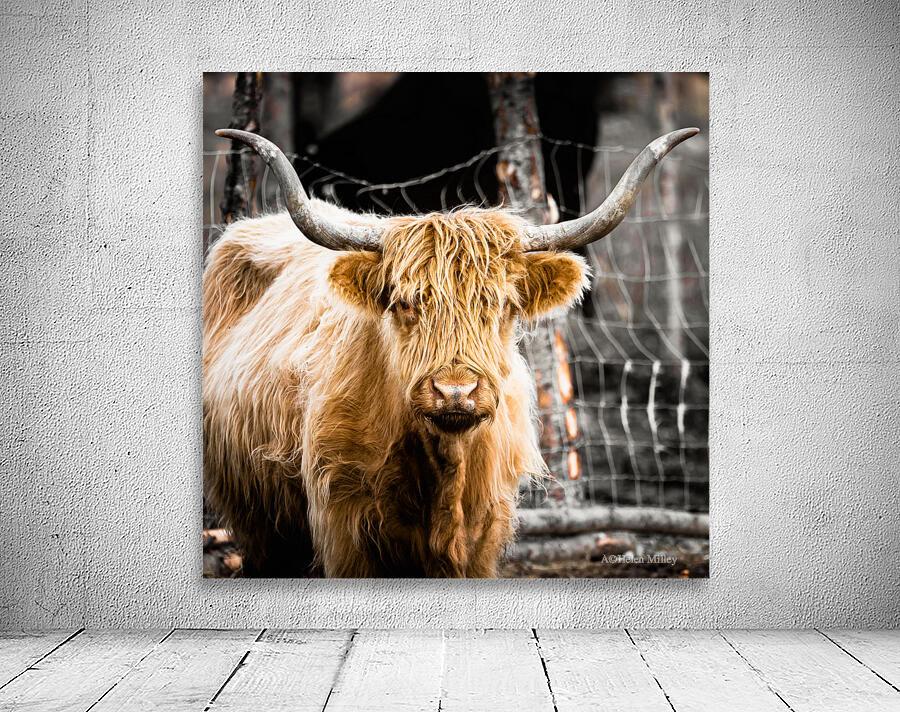 Highland Cow Wall Preview