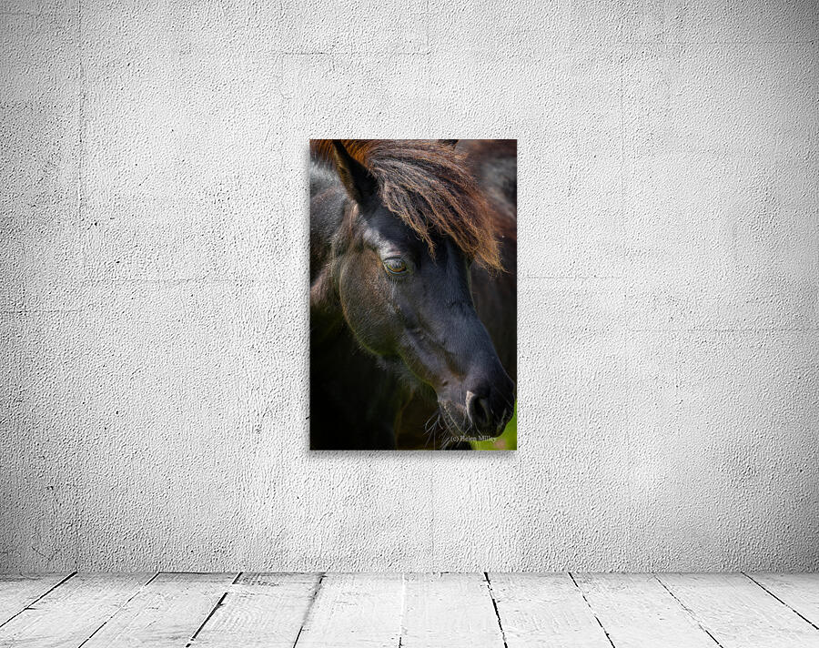 Pony 6 Wall Preview