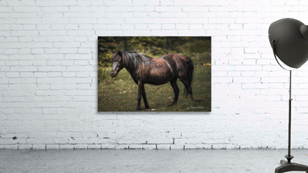 Pony 3 Wall Preview