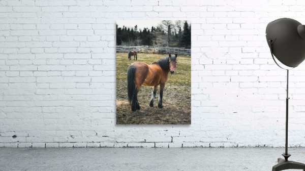 Brandy Wall Preview