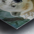 Intimate photo of polar bear and his son Metal print