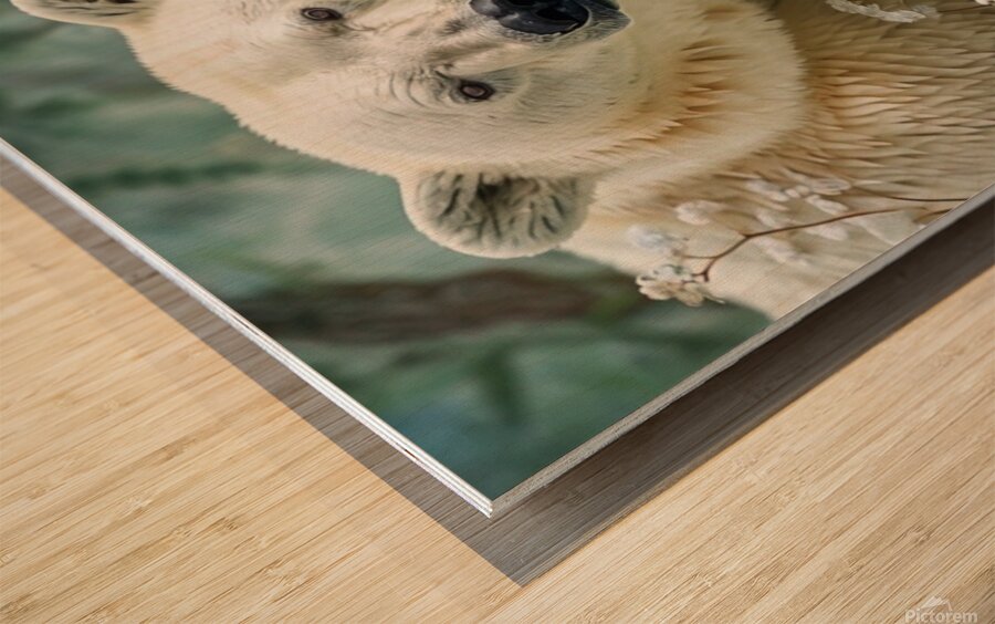 Intimate photo of polar bear and his son Wood print