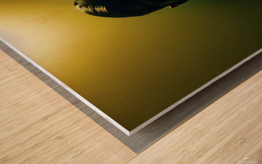Spotlight Wood print