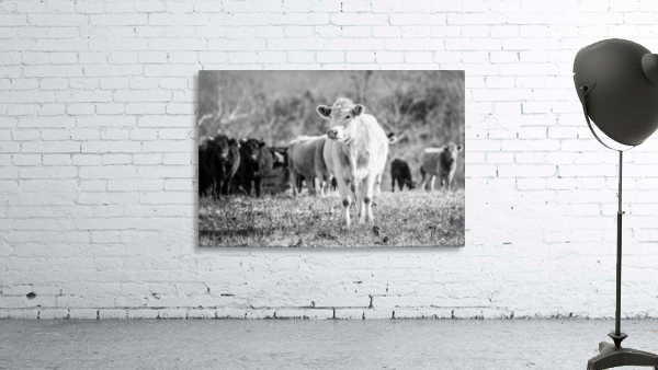 untitled Wall Preview