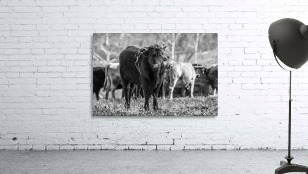 untitled Wall Preview