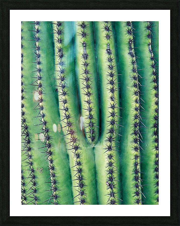 Saguaro Needle Picture Frame print