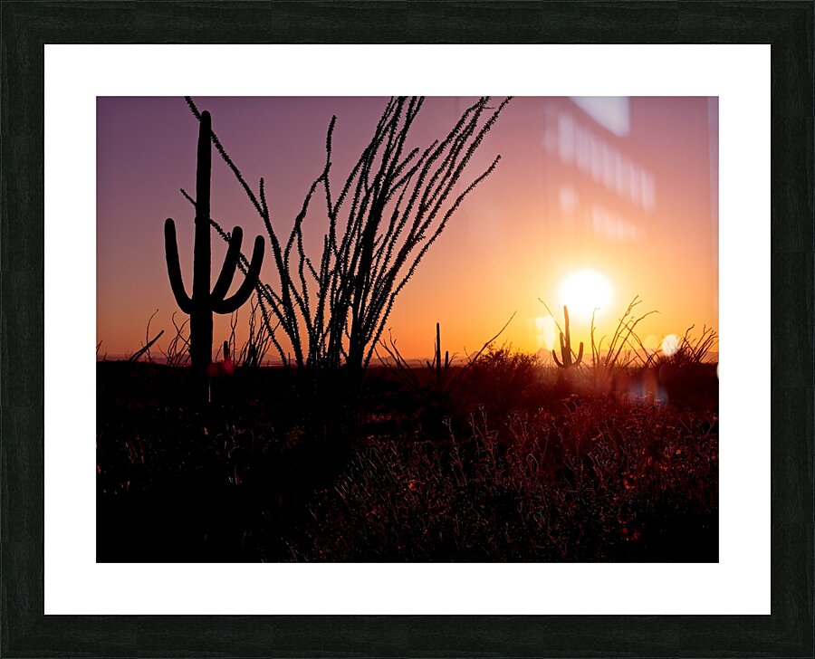Saguaro Sun  Picture Frame print