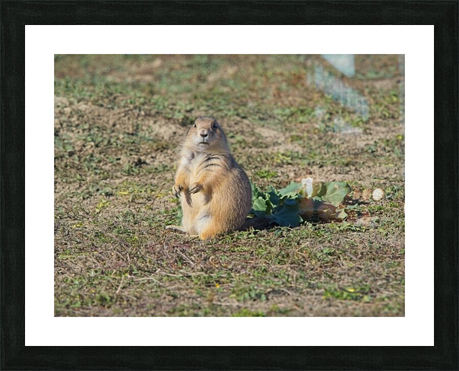 Grassland Dog Picture Frame print
