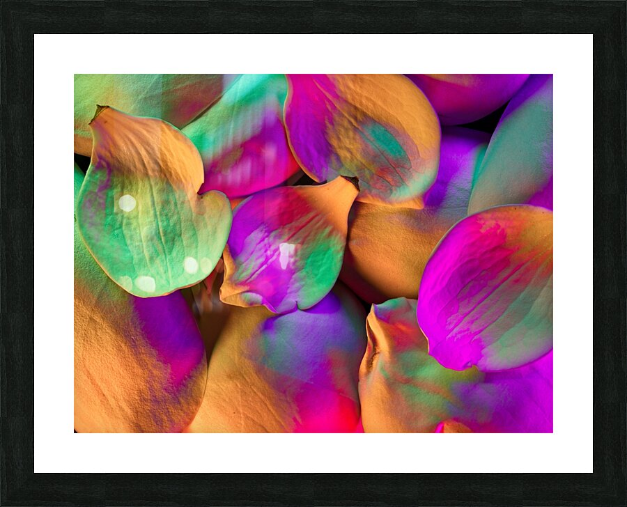 Magnolia Splash Picture Frame print