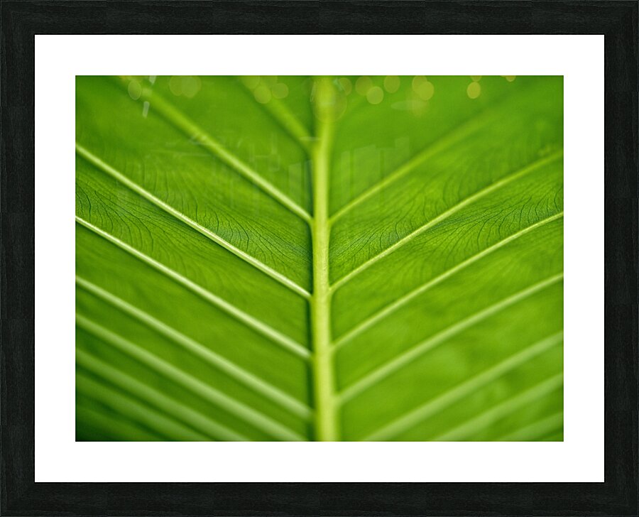 Green Vein Picture Frame print