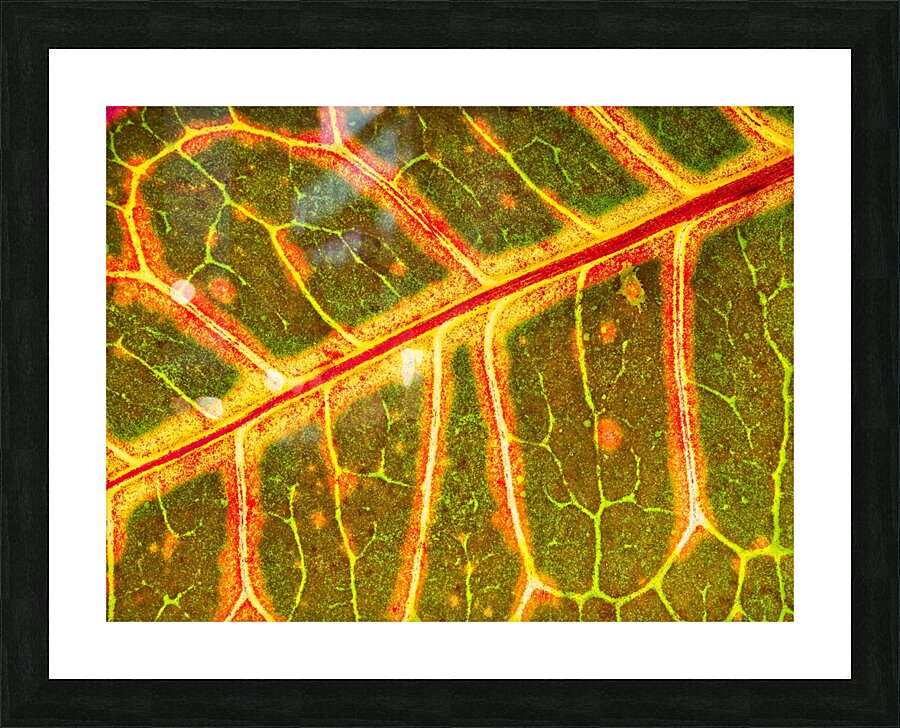Croton Glow Picture Frame print