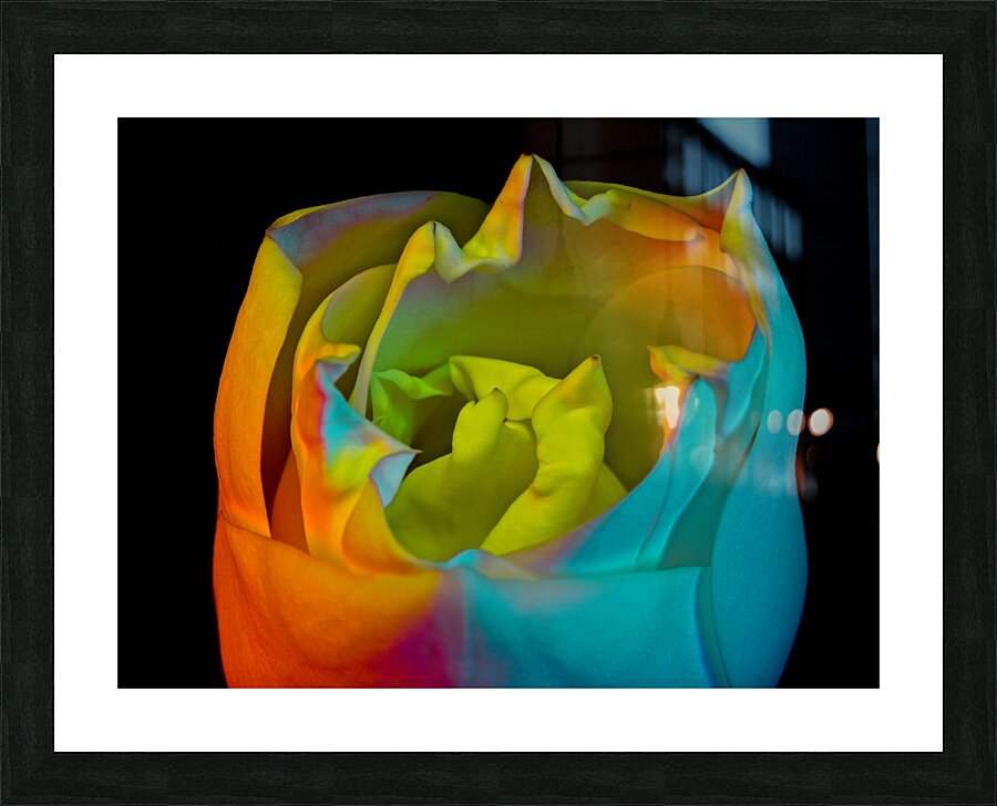 Magnolia Bloom Picture Frame print