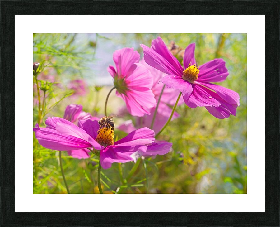 Busy Bee Picture Frame print