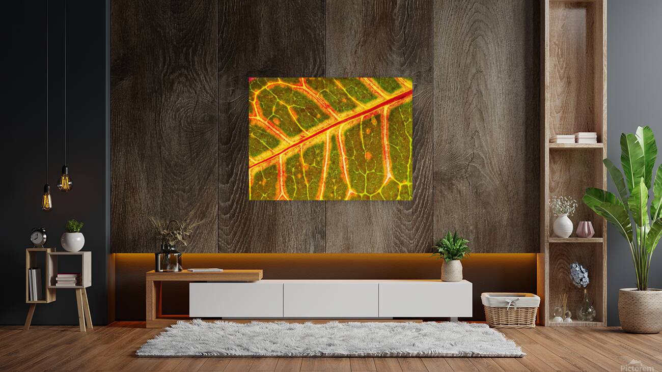 Croton Glow Reproduction