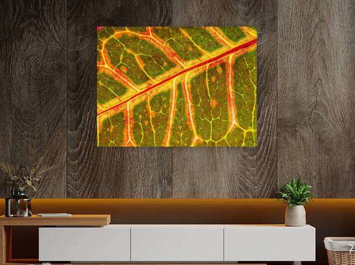 Croton Glow by Peter Blottman