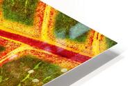 Croton Glow HD Metal print