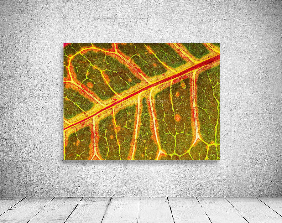 Croton Glow Wall Preview