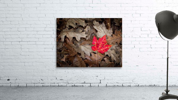 Stand Out Wall Preview