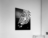 Zebra Portrait Acrylic Print