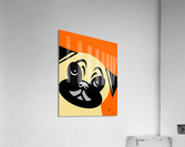 Pug Portrait Acrylic Print