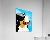 Bernese Mountain dog Acrylic Print