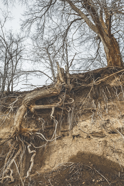 Deep Rooted Digital Download