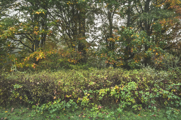 Enchanted by Fall Digital Download