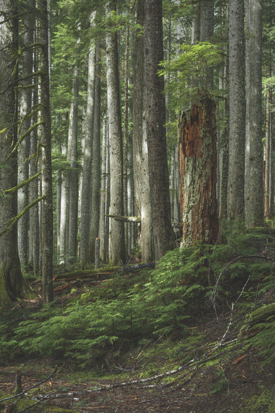 Interpretive Digital Download