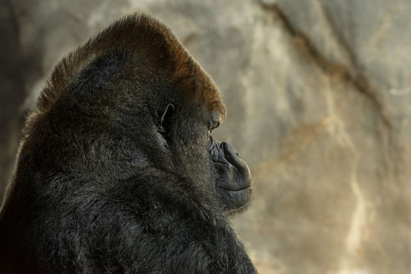 Gorilla Mohawk  Digital Download