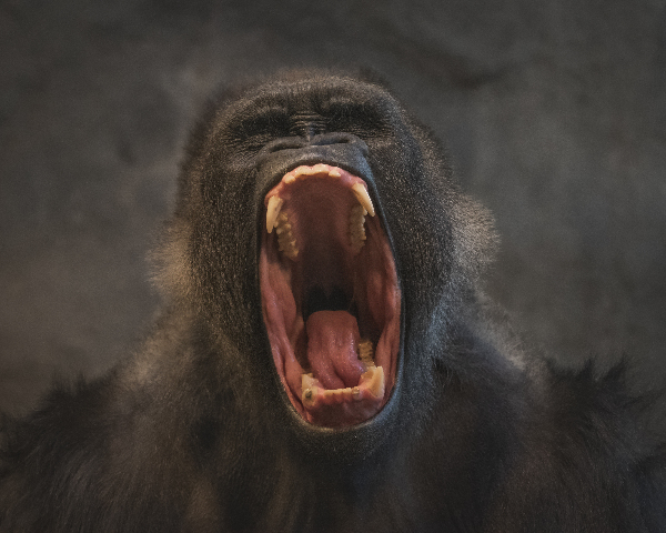 Silverback Roar Digital Download