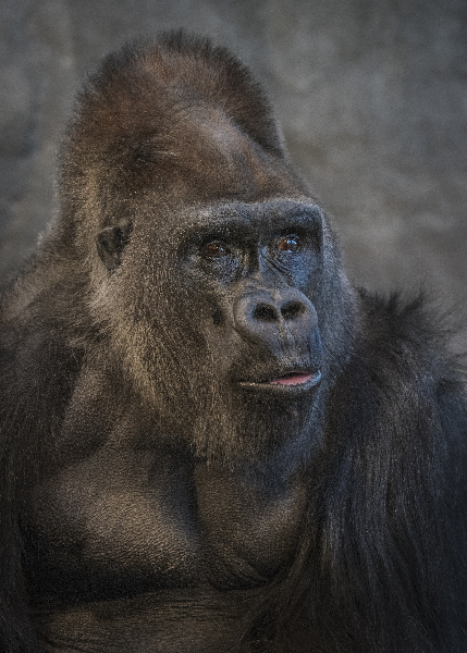 Silverback stare Digital Download