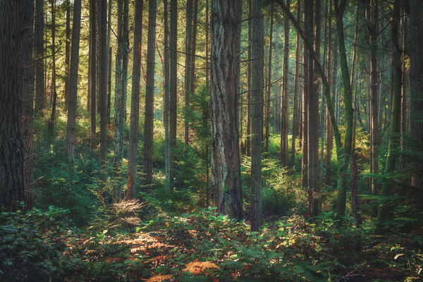 Forest light Digital Download