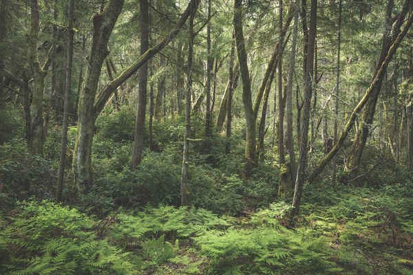 Greens Digital Download