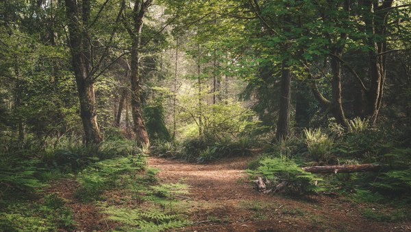 Walk the path Digital Download