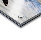 Seagull Acrylic print