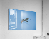 In Flight Acrylic Print