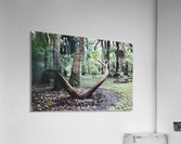Elder Wood Acrylic Print